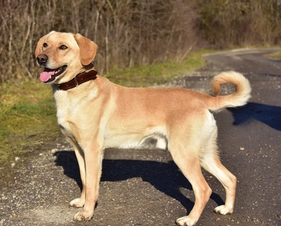 OMAR S257, Labrador-Mischling - Rüde