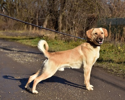 OMAR S257, Labrador-Mischling - Rüde