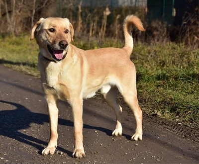 OMAR S257, Labrador-Mischling - Rüde