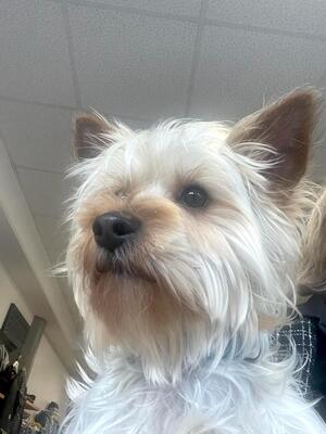 OMAR, Yorkshireterriermix - Rüde