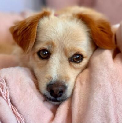 OMEGA - Linares, Kleiner Mischling - kastriert - Rüde