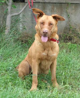 OPHELIA - sehr freundlich und anhänglich, aufmerksam; anderen Hunden und Kleintieren gegenüber angriffslustig!!!