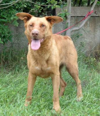 OPHELIA - sehr freundlich und anhänglich, aufmerksam; anderen Hunden und Kleintieren gegenüber angriffslustig!!!, Mischling (Video auf HP) - Hündin