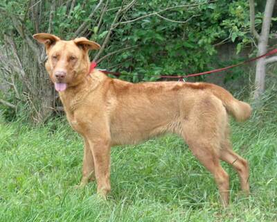 OPHELIA - sehr freundlich und anhänglich, aufmerksam; anderen Hunden und Kleintieren gegenüber angriffslustig!!!, Mischling (Video auf HP) - Hündin