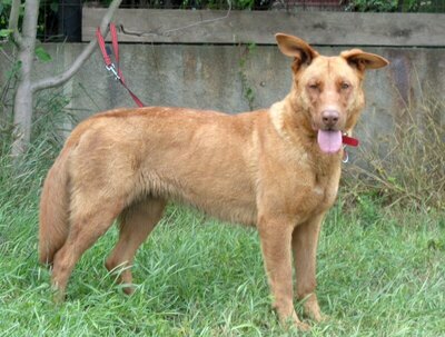 OPHELIA - sehr freundlich und anhänglich, aufmerksam; anderen Hunden und Kleintieren gegenüber angriffslustig!!!, Mischling (Video auf HP) - Hündin