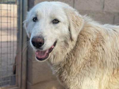 ORGULLO (M)- brav, anhänglich, jung, HSH-Mix - Rüde