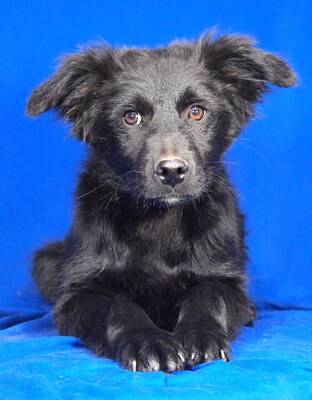 ORION - R E S E R V I E R T !!!!! sehr freundlich, liebenswert, umgänglich, aufmerksam, neugierig, lebhaft, klug