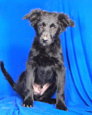 ORION - R E S E R V I E R T !!!!! sehr freundlich, liebenswert, umgänglich, aufmerksam, neugierig, lebhaft, klug, Mischling Welpen - Rüde