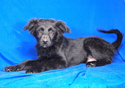 ORION - sehr freundlich, liebenswert, umgänglich, aufmerksam, neugierig, lebhaft, klug, Mischling Welpen - Rüde