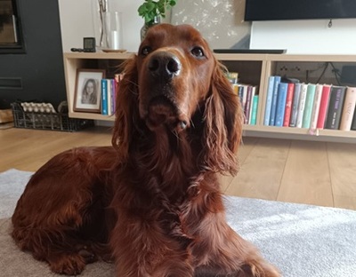 ORON, Irish Setter - Rüde