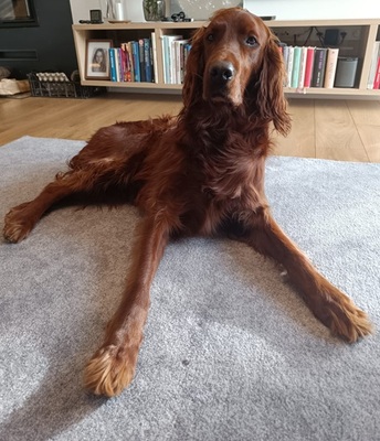 ORON, Irish Setter - Rüde