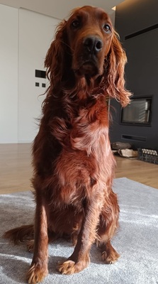 ORON, Irish Setter - Rüde