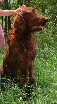 ORON, Irish Setter - Rüde