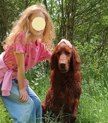 ORON, Irish Setter - Rüde