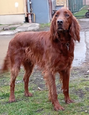 ORON, Irish Setter - Rüde