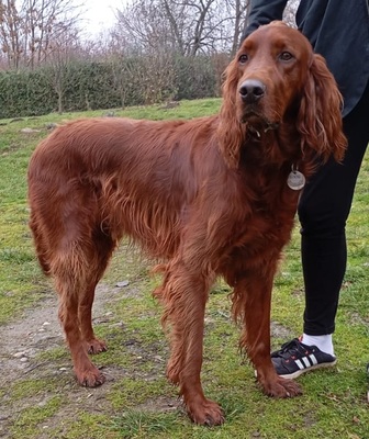 ORON, Irish Setter - Rüde