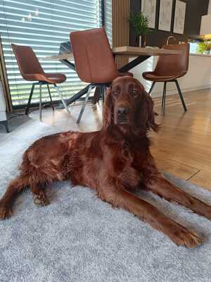 ORON, Irish Setter - Rüde