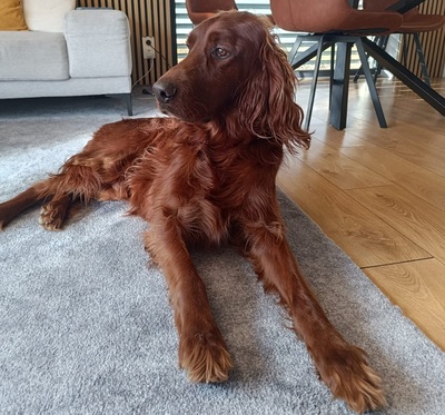 ORON, Irish Setter - Rüde