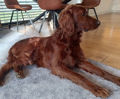 ORON, Irish Setter - Rüde