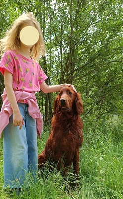 ORON, Irish Setter - Rüde