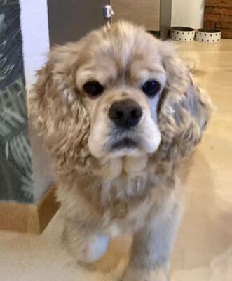 OSKAR 12 in Wien, Cockerspanielmix - Rüde