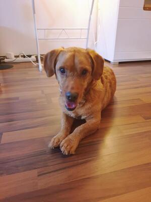 OSKI in Wien - blind, Dackel-Terriermix - Rüde