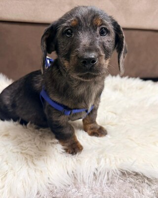 OTTO - lustiger Dackel-Mischlings-Bub sucht...