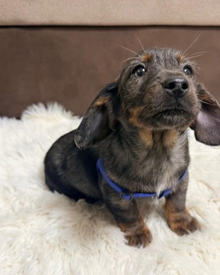 OTTO - lustiger Dackel-Mischlings-Bub sucht..., Dackel-Mix - Rüde