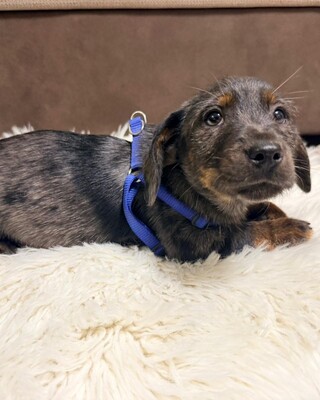 OTTO - lustiger Dackel-Mischlings-Bub sucht..., Dackel-Mix - Rüde