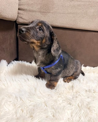 OTTO - lustiger Dackel-Mischlings-Bub sucht..., Dackel-Mix - Rüde