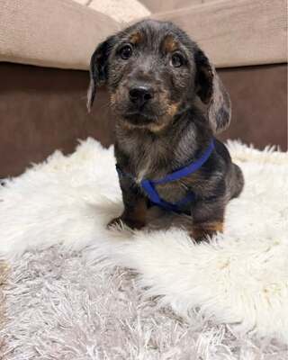 OTTO - lustiger Dackel-Mischlings-Bub sucht..., Dackel-Mix - Rüde