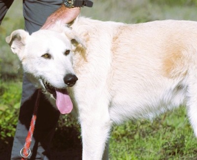 Obelix - ein feinfühliger großer Gefährte, Mischling - Rüde