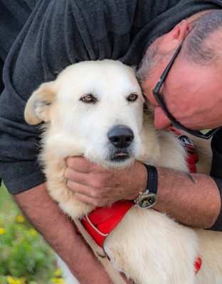Obelix - ein feinfühliger großer Gefährte, Mischling - Rüde