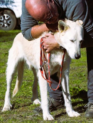 Obelix - ein feinfühliger großer Gefährte, Mischling - Rüde