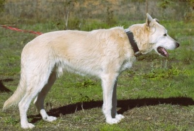 Obelix - ein feinfühliger, großer Gefährte, Mischling - Rüde