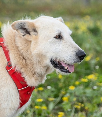 Obelix - ein feinfühliger, großer Gefährte, Mischling - Rüde