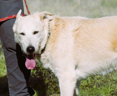 Obelix - ein feinfühliger, großer Gefährte, Mischling - Rüde