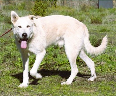 Obelix - ein feinfühliger, großer Gefährte, Mischling - Rüde