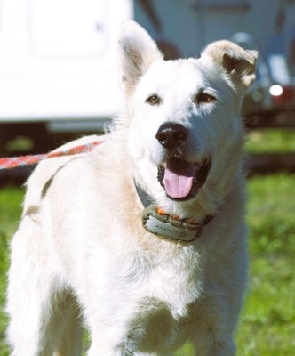 Obelix - ein feinfühliger, großer Gefährte, Mischling - Rüde
