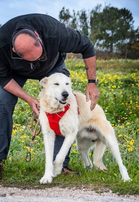 Obelix - ein sanfter Riese, Mischling - Rüde