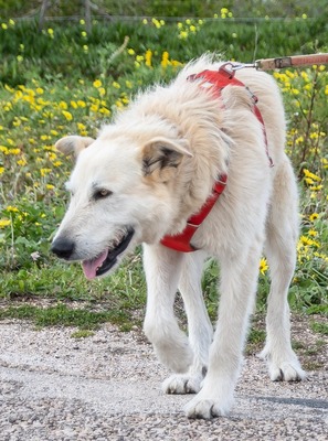 Obelix – von Kette befreit, Mischling - Rüde