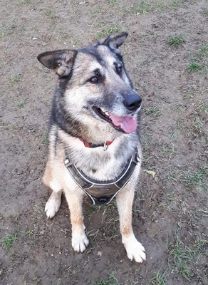 Obiwan Siberian Husky- Malinois Mix Rüde sucht sportliches Zuhause, Husky- Malinois - Rüde