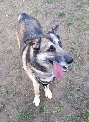 Obiwan Siberian Husky- Malinois Mix Rüde sucht sportliches Zuhause, Husky- Malinois - Rüde