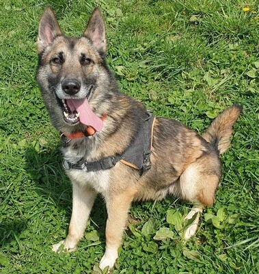 Obiwan Siberian Husky- Malinois Mix Rüde sucht sportliches Zuhause, Husky- Malinois - Rüde