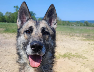 Obiwan Siberian Husky- Malinois Mix Rüde sucht sportliches Zuhause, Husky- Malinois - Rüde