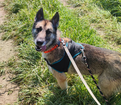 Obiwan Siberian Husky- Malinois Mix Rüde sucht sportliches Zuhause, Husky- Malinois - Rüde