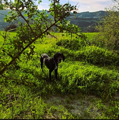 Obsidian/ Sidi, Jagdhund - Rüde