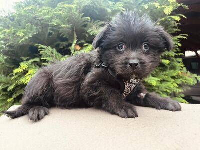 Ocean sucht seine Menschen..., Bichon-Mischling Welpen - Rüde