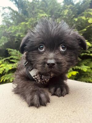 Ocean sucht seine Menschen..., Bichon-Mischling Welpen - Rüde