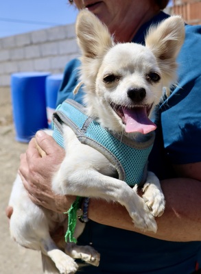 Oda, Chihuahua - Mix - Hündin